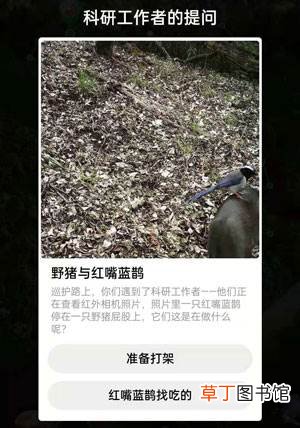 野猪与红嘴蓝鹊在做什么