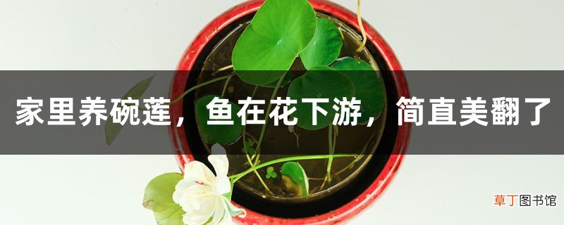 家里养碗莲,鱼在花下游,简直美翻了