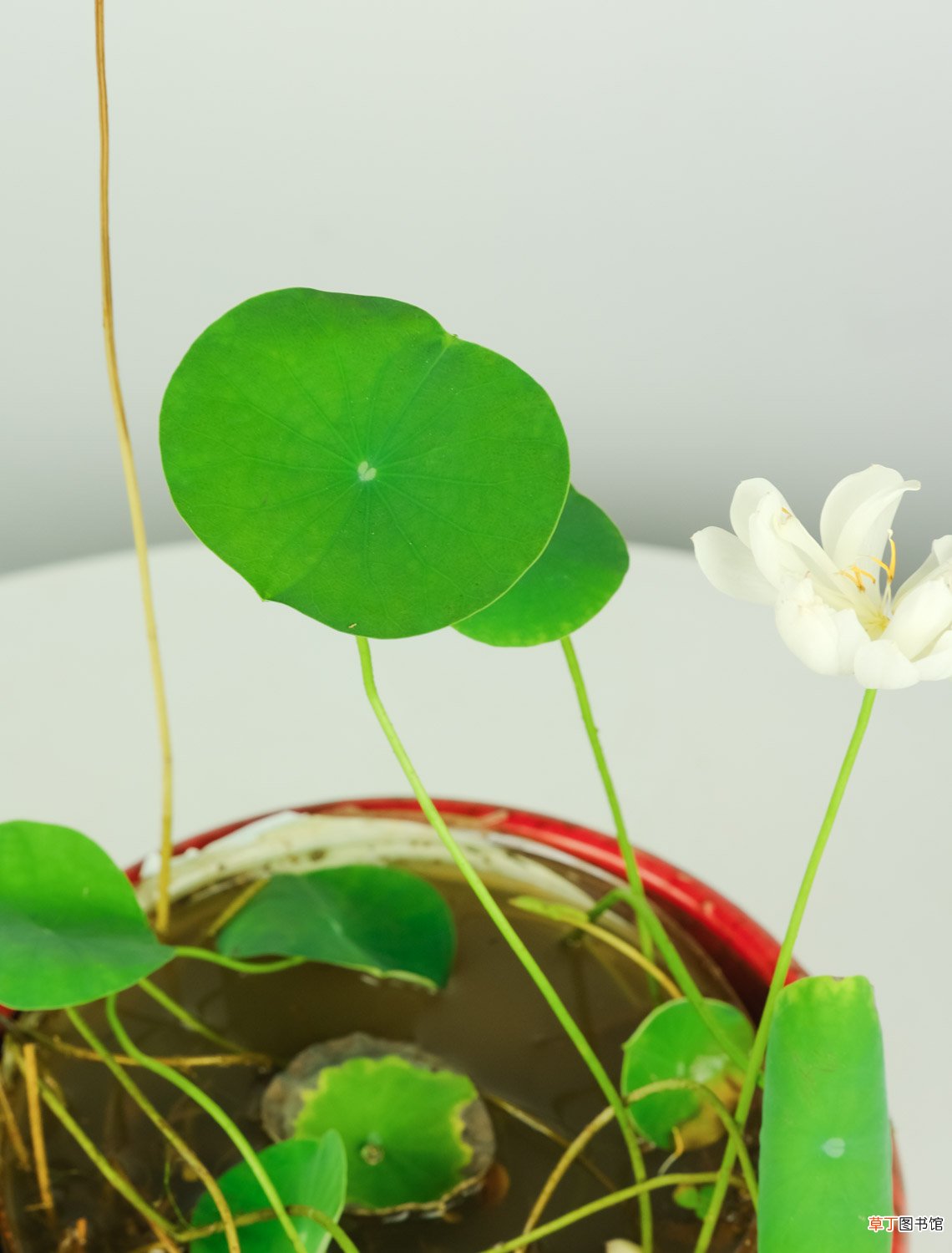 家里养碗莲,鱼在花下游,简直美翻了