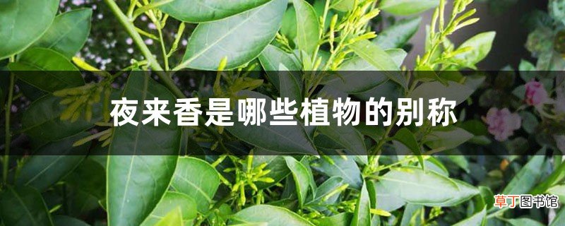 夜来香是哪些植物的别称