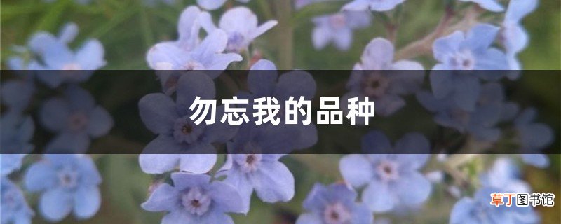 勿忘我的品种