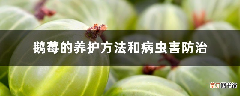 鹅莓的养护方法