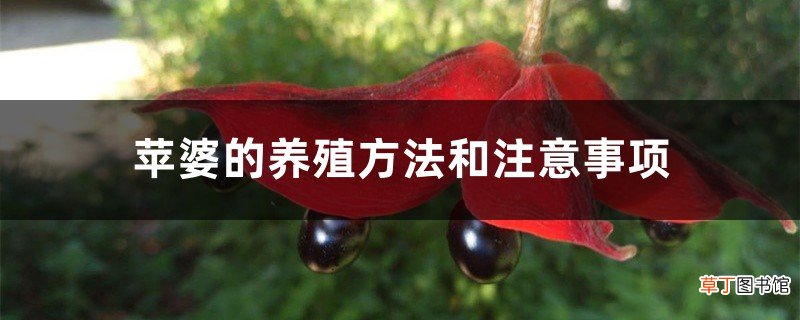 苹婆的养殖方法和注意事项