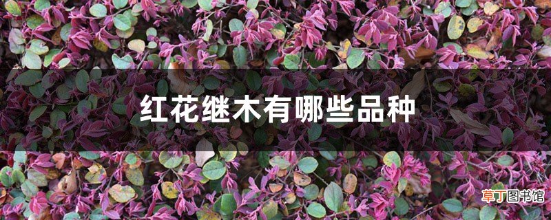 红花继木有哪些品种