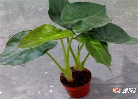 滴水观音如何浇水不同季节不同的浇水方法