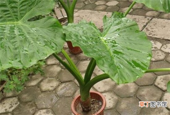 滴水观音如何浇水不同季节不同的浇水方法