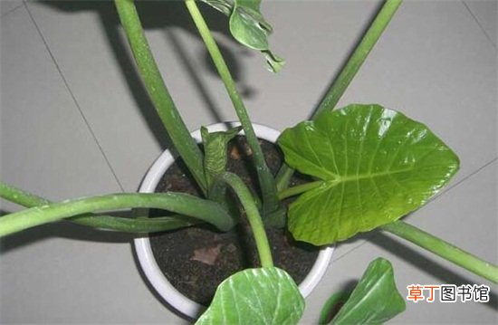 滴水观音如何浇水不同季节不同的浇水方法