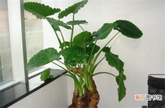 滴水观音如何浇水不同季节不同的浇水方法