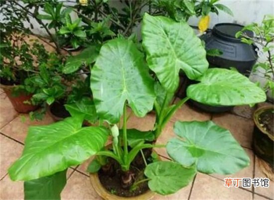 滴水观音如何浇水不同季节不同的浇水方法