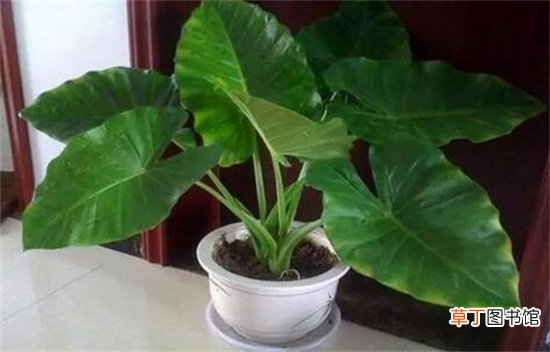 滴水观音如何浇水不同季节不同的浇水方法