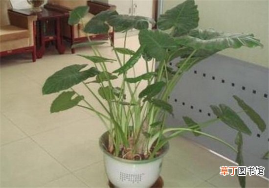 滴水观音如何浇水不同季节不同的浇水方法