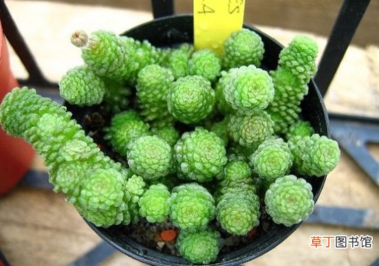魔南景天的常见品种图