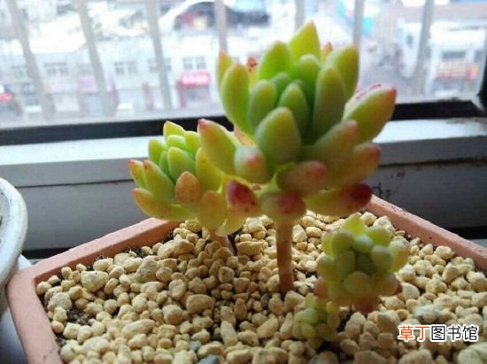 树冰多肉的养殖方法
