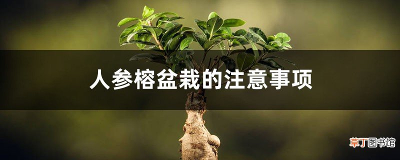 人参榕盆栽的注意事项