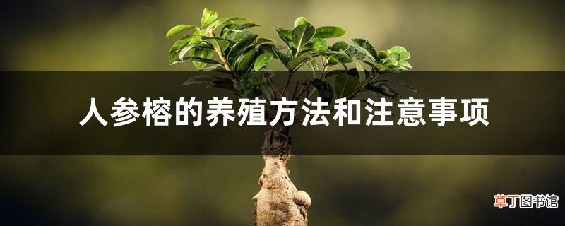 人参榕的养殖方法和注意事项