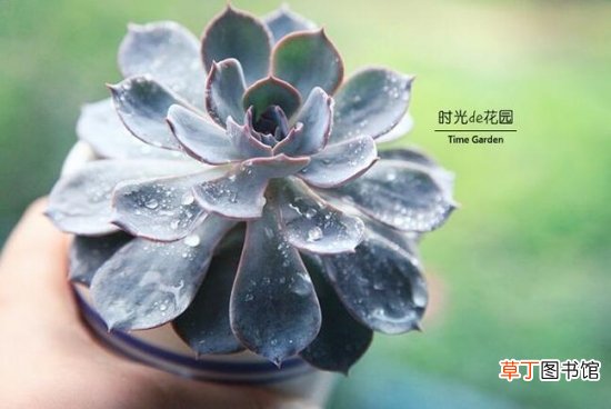 适合新手养的是多肉植物有哪些