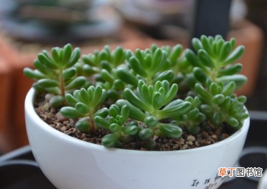 适合新手养的是多肉植物有哪些