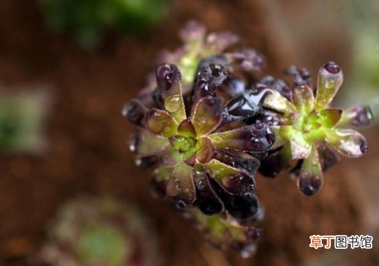 适合新手养的是多肉植物有哪些
