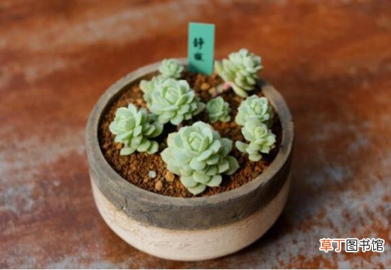适合新手养的是多肉植物有哪些