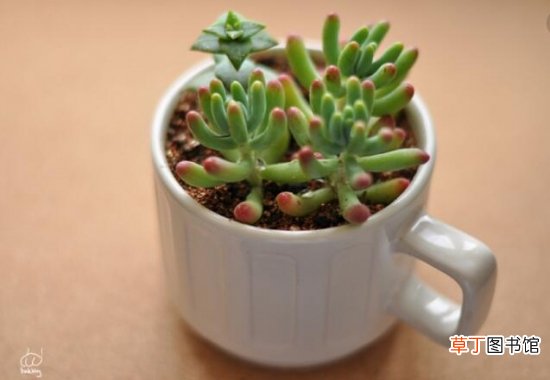 适合新手养的是多肉植物有哪些