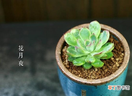 适合新手养的是多肉植物有哪些