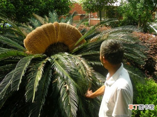 铁树的功效与作用