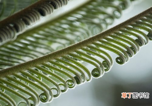 铁树的功效与作用