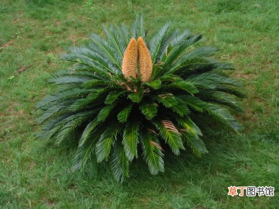 铁树的功效与作用
