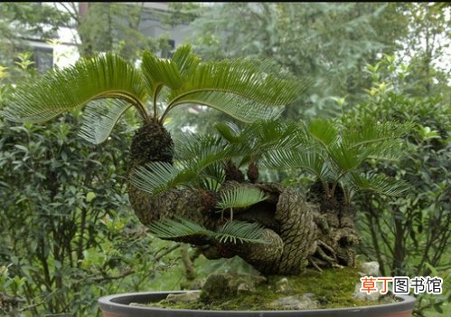 铁树的功效与作用