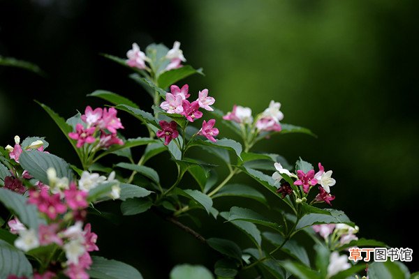 海仙花的养护方法及注意事项