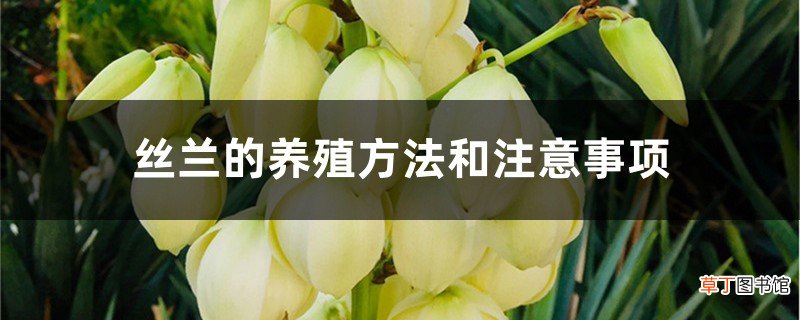 丝兰的养殖方法和注意事项
