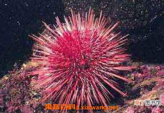 海胆有毒吗 海胆中毒怎么处理