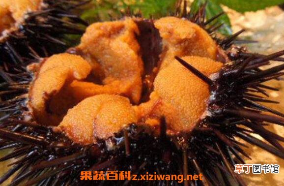海胆有毒吗 海胆中毒怎么处理