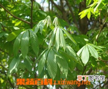七叶树的功效与作用