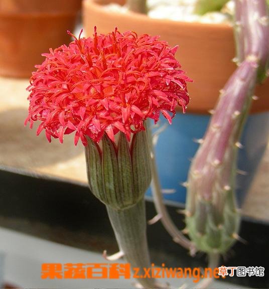 泥鳅掌的功效与作用