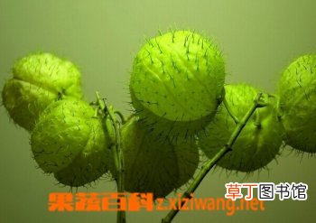 气球花的功效与作用