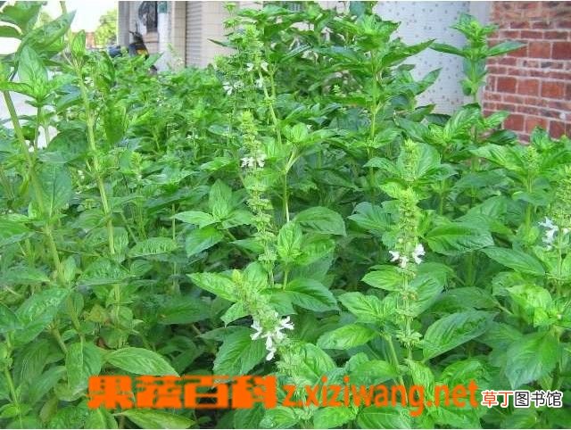 九层塔的功效与作用