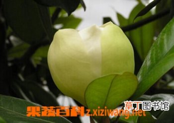 广玉兰的功效与作用