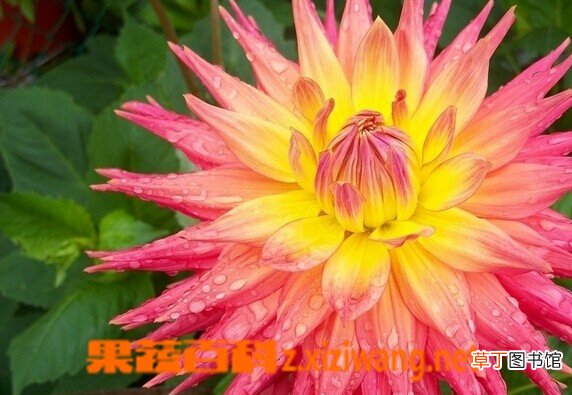 大理花的功效与作用