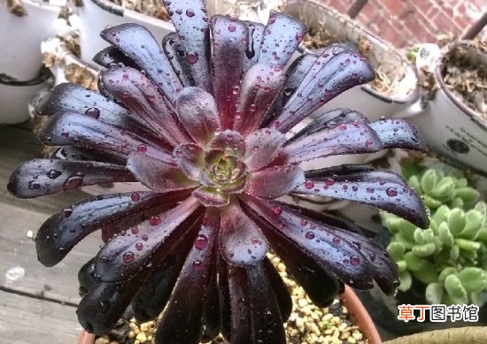 开花就会死的多肉