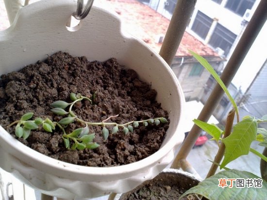 珍珠吊兰的繁殖方法
