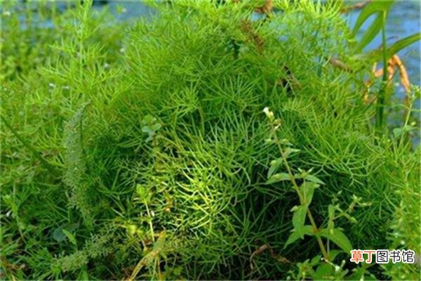 水蕨的养殖方法和注意事项