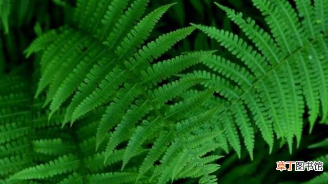 蕨类植物的养殖方法