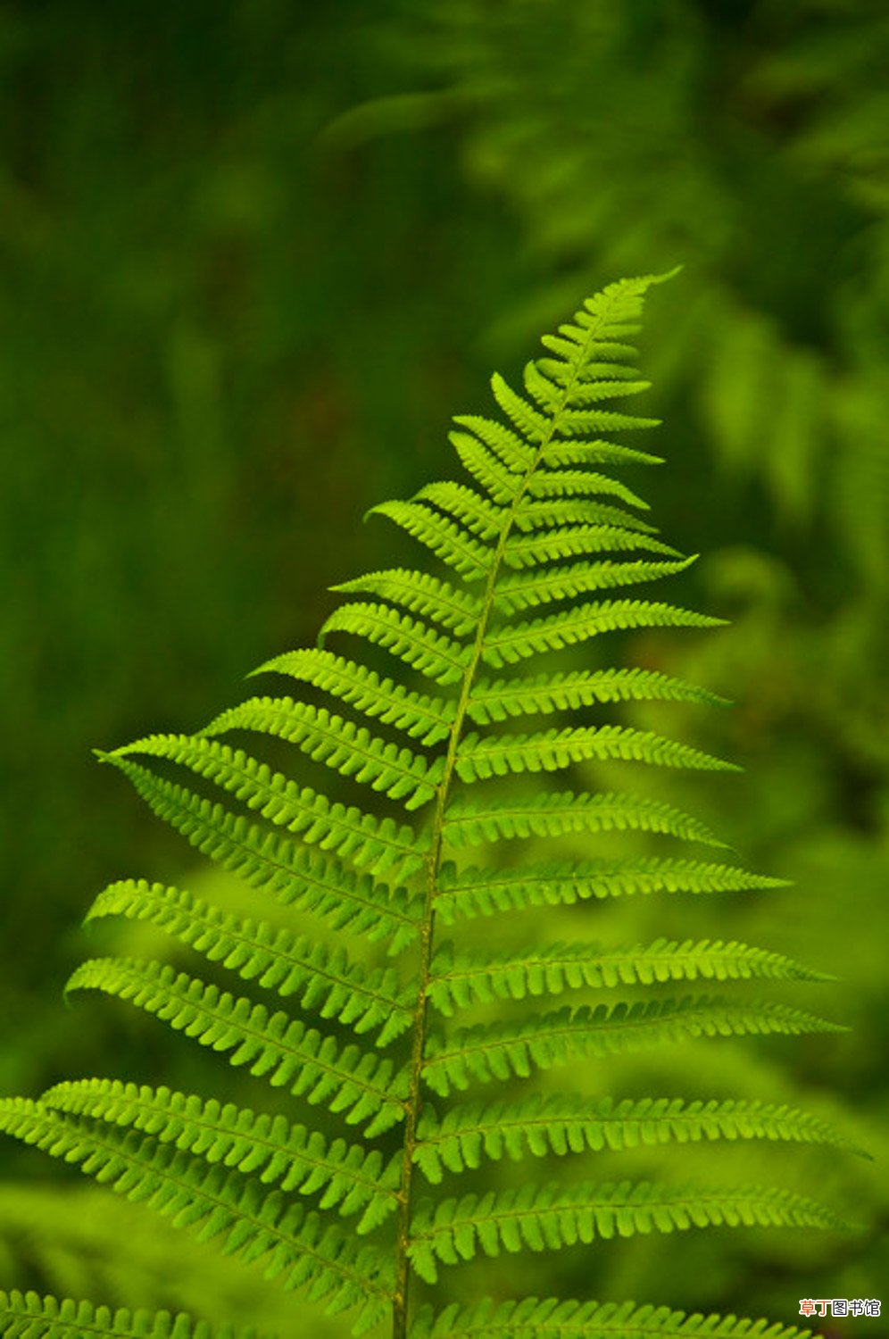 蕨类植物的养殖方法