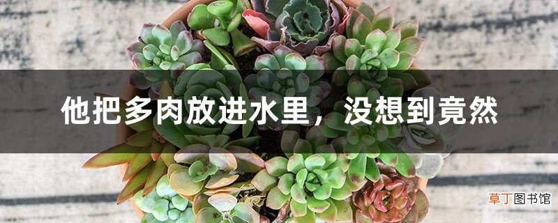 他把多肉放进水里,没想到竟然
