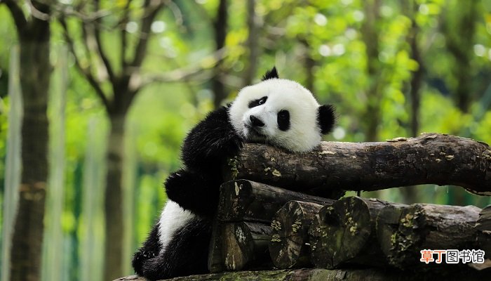 大熊猫冬眠的习性