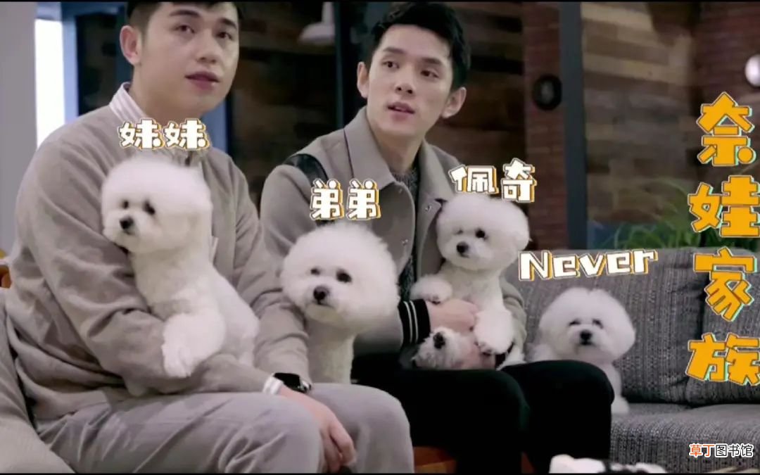 李佳琦又多了个吸金IP,养的狗子一夜带货3000万