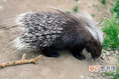 豪猪和什么动物是近亲,盘点豪猪的近亲