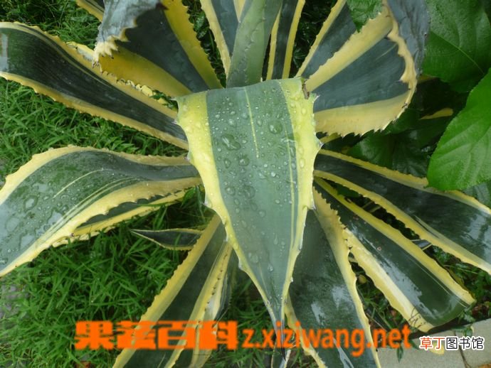 金边龙舌兰的功效与作用