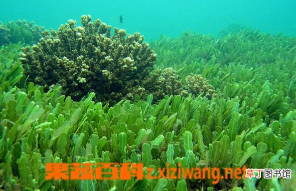 海藻的功效与作用